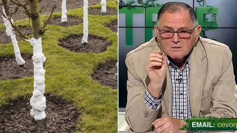stropirile la pomi varuirea pomilor primavara cand se aplica zeama bordeleza varuirea pomilor zeama ingrasamintele la pomii fructiferi bordeleza ce lucrari se fac toamna in gradina tratamente pentru iarnă și primavara la pomii fructiferi