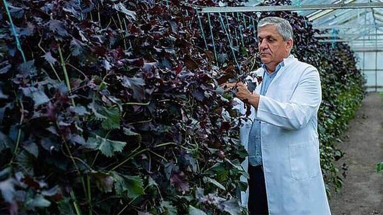 gradina Costel Vînătoru