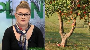 normarea rodului la pomii fructiferi tratamente pentru pomii fructiferi pornirea in vegetatie pomii si arbustii fructiferi cum se fac taierile de toamna la pomi