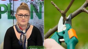 pomii si arbustii fructiferi taierile de intretinere la pomii fructiferi