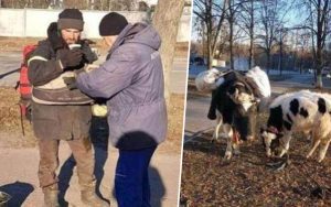 vaca și vițelul