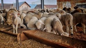 miei Franta crescatorii de oi, controale ovine ANZ oieri pretul mielului export animale