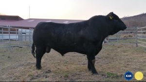 licitație rasa angus