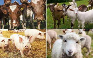 sectorul zootehnic, crescătorii de animale, bunăstarea animalelor, ajutor de stat