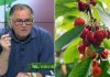 tratament pentru pomii fructiferi