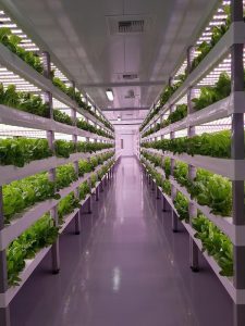 Fermele verticale, cheia autonomiei alimentare Actualitate grâu