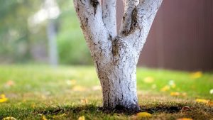 varuirea pomilor primavara