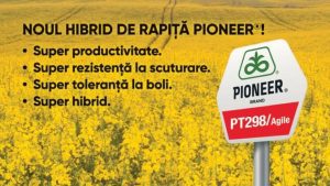 PT298 / Agile – hibridul de rapiță Pioneer® cu cel mai ridicat nivel de rezistență la scuturare Advertorial rapița