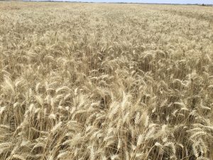 Portofoliul de cereale Syngenta – un nou standard de producții și calitate Advertorial Syngenta