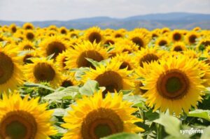Încă un an de succes pentru hibrizii Syngenta de floarea-soarelui! Advertorial CasaIdea,Pompa de apă