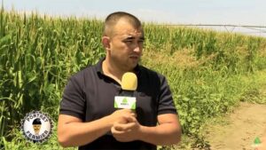 Alexandru Popa porumb