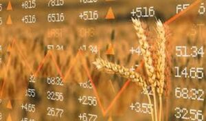 prețurile la grâu și porumb