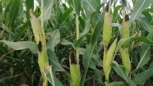 Cum a crescut un tânăr fermier argeșean producția de porumb 1 Cum a crescut un tânăr fermier argeșean producția de porumb productie porumb