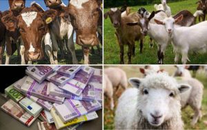 sprijin cuplat în sectorul zootehnic, subvențiile APIA