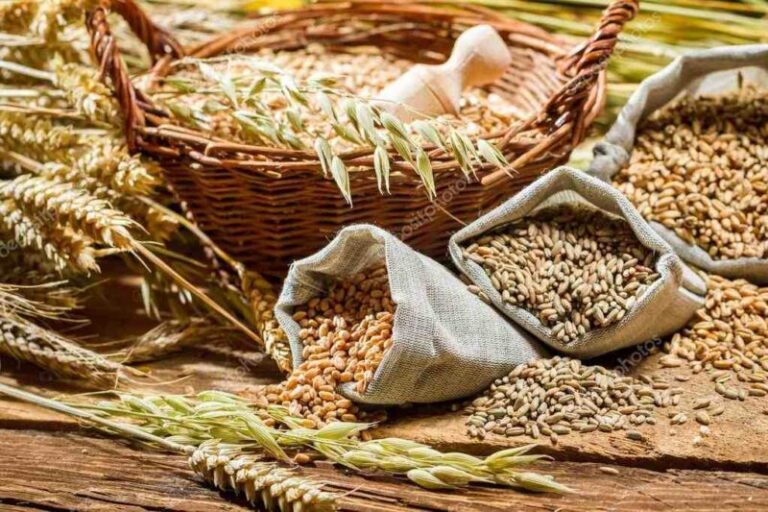 Prețul cerealelor Euronext, sub presiune. Cum sunt cotate grâul și porumbul 2 Prețul cerealelor Euronext, sub presiune. Cum sunt cotate grâul și porumbul Prețul cerealelor Euronext, sub presiune. Cum sunt cotate grâul și porumbul Actualitate Prețul cerealelor Euronext