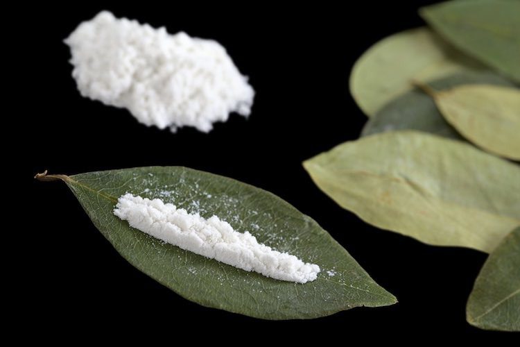 Columbienii cultivă ilegal coca tot pe atâtea hectare pe câte România cultivă soia Actualitate prețurile carburanților