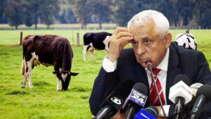 subventie pe litrul de lapte crescatori de vaci sute de mii de euro risipiți pe animale inexistente fermier