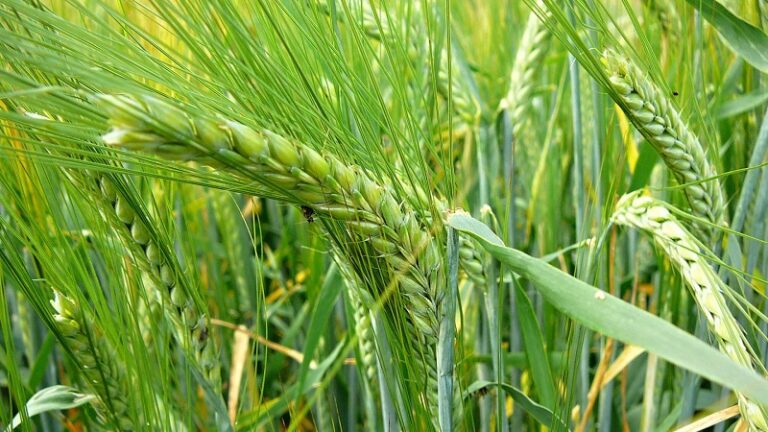Recomandări agrotehnice la semănatul orzului Hyvido® Advertorial raiffeisen bank