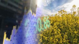 Rapița, din nou pe val! Prețurile pe bursele internaționale au crescut semnificativ 3 Rapița, din nou pe val! Prețurile pe bursele internaționale au crescut semnificativ rapita