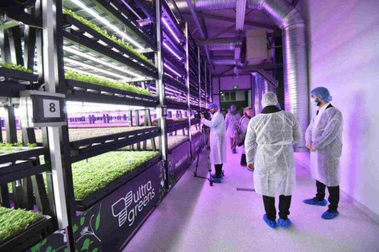 Prima seră verticală din România, la Ploiești. Așa va arăta agricultura viitorului? Advertorial raiffeisen bank