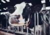 vacile gestante crescatorii de vaci antrax vaca de lapte gripa aviara