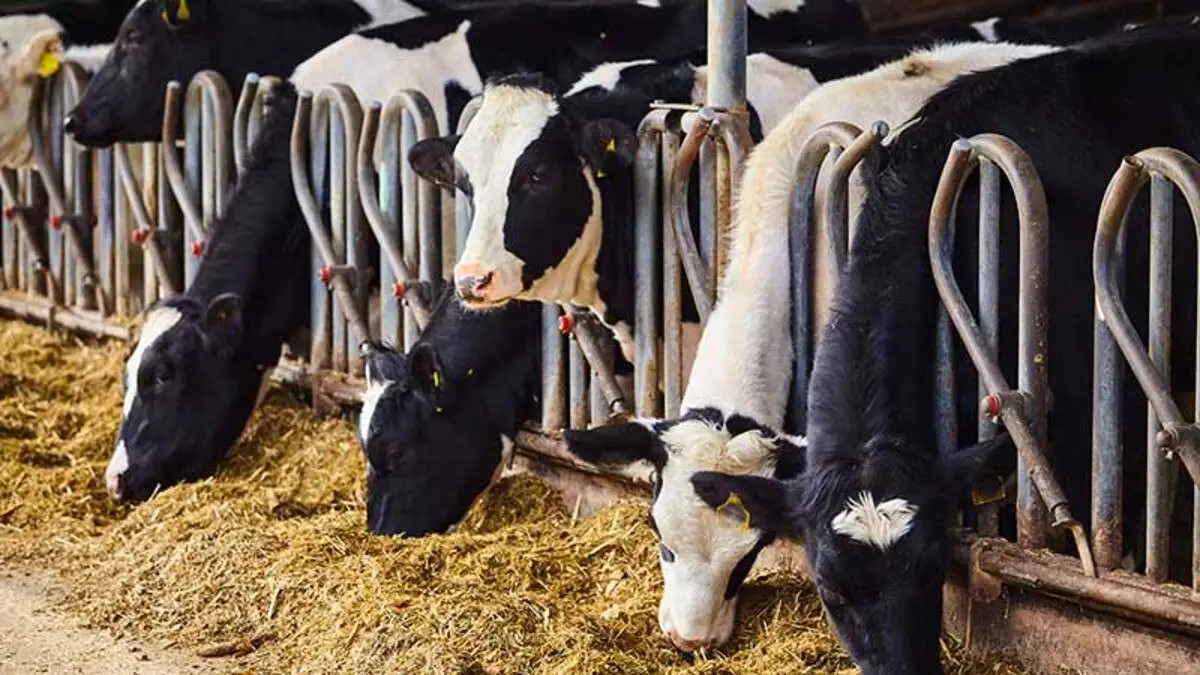 bunastare fermele de animale vaca de lapte crescatorii de vaci fonduri europene ANSVSA, boala, control ANZ
