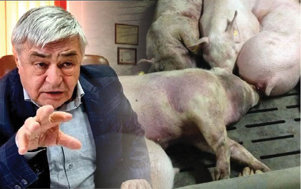 Dimitrie Muscă tună și fulgeră! Plângeri penale în stânga și-n dreapta în legătură cu pesta porcină 4 Dimitrie Muscă tună și fulgeră! Plângeri penale în stânga și-n dreapta în legătură cu pesta porcină Dimitrie Muscă