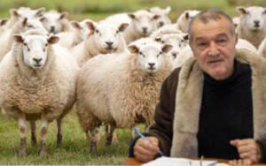 hoții la stână