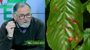 cum combatem ciuruirea frunzelor tratament pentru ciuruirea frunzelor