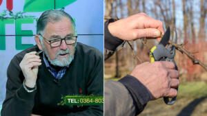 taierile de iarna la pomii fructiferi taierile la pomii fructiferi taierile de toamna la pomii fructiferi toaletarea pomilor fructiferi taierile la cires stropirea pomilor dupa taieri, cum se fac tăierile la pomii fructiferi