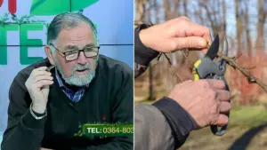 taierile de iarna la pomii fructiferi taierile la pomii fructiferi taierile de toamna la pomii fructiferi toaletarea pomilor fructiferi taierile la cires stropirea pomilor dupa taieri, cum se fac tăierile la pomii fructiferi, taieri si tratamente, taierile la pomii fructiferi