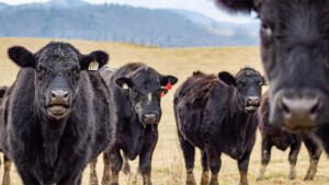 o vaca de 10.000 de euro