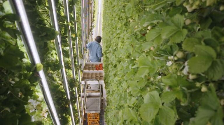 Agricultura verticală: energia solară gratuită și regenerabilă înlocuită cu tehnologii costisitoare 40 Agricultura verticală: energia solară gratuită și regenerabilă înlocuită cu tehnologii costisitoare Agricultura verticală: energia solară gratuită și regenerabilă înlocuită cu tehnologii costisitoare Actualitate APPR,Forumul APPR