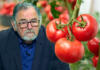 tratamentele pentru rosii cel mai bun tratament pentru tomate cum combatem tuta absoluta tratamente pentru tomate cum scapam de molia tomatelor (tuta absoluta)
