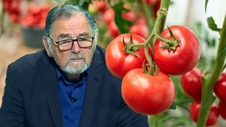 ultimul tratament la cultura de rosii tratament pentru rosiile din gradina tratamentele pentru rosii cel mai bun tratament pentru tomate cum combatem tuta absoluta la rosii tratamente pentru tomate cum scapam de molia tomatelor (tuta absoluta) reteta de tratament pentru rosii rasadurile de rosii tratamente pentru rosiile din solar lipsa de calciu la cultura de rosii tratament pentru rasadurile de rosii ingrasamant pentru rasaduri, stropirea la rosii, cu ce stropim rosiile