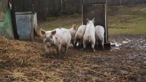 animale pesta porcina africana carne de porc, cresterea porcilor in gospodarie PPA