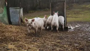 animale pesta porcina africana carne de porc, cresterea porcilor in gospodarie PPA