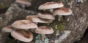 Ai un teren împădurit? Gândește-te la ciupercile Shiitake, o super afacere Comunicate AGROMALIM 2023