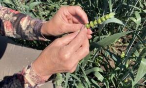 EXPERT AGRIBUSINESS FUNDULEA