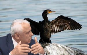 cormorani