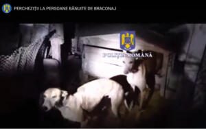braconaj, ogari