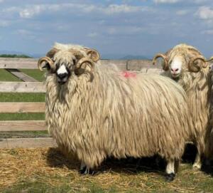 Oaia Țurcană, la un pas de a fi exterminată de comuniști. Astăzi, bate toate rasele continentului Actualitate Oaia Țurcană