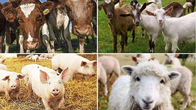 ajutor de stat animale, zootehnia românească, fermele de animale, febra aftoasă, ajutor de stat în sectorul creșterii animalelor, epidemie febra aftoasă, ANSVSA
