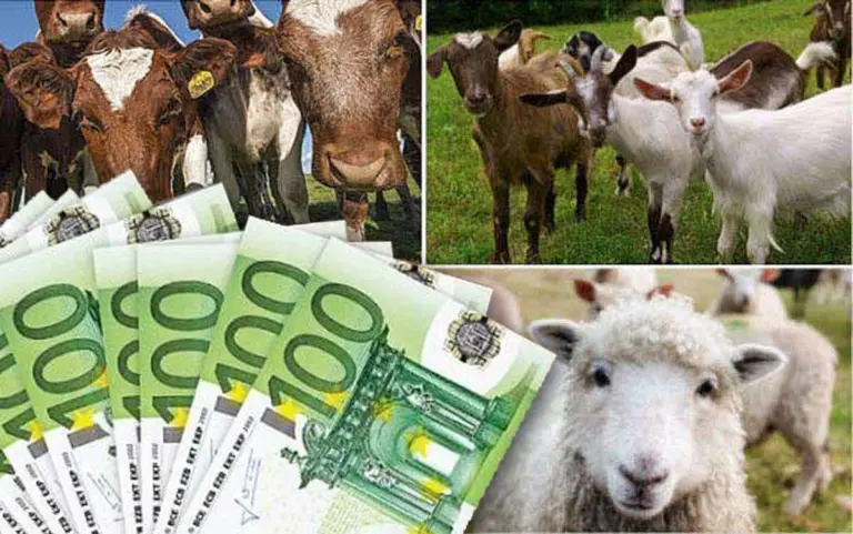APIA ajutoare schema de ajutor, sprijin cuplat pentru venit, plăți APIA, ajutor de stat