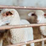 ovine oieri animale, crescătorii de ovine ANSVSA, exportul de ovine, pesta micilor rumegătoare ciobani vaccin, exportul de ovine, ANZ, sectorul oieritului, vaccinarea oilor, exporturile de ovine, vaccinare