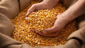 pretul porumbului preturile cerealelor grau pretul graului Portul Constanta piata cerealelor piata porumbului, cat costa porumbul boabe, prețul cerealelor