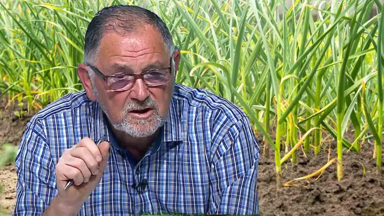 s-au ingalbenit frunzele la ceapa tratament la ceapa si usturoi tratamentele la ceapa si usturoi cum se infiinteaza cultura de ceapa toamna