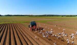 În 40 de ani, Europa a pierdut 800 de milioane de păsări. Greu de ghicit care este principala cauză Actualitate pasari