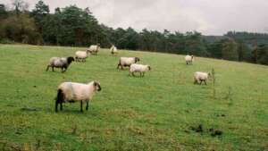 pasuni, terenuri de la ADS