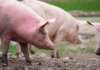 creșterea porcilor în gospodării, pesta porcină taie porcul, porcii din gospodării